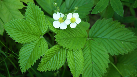 野生草莓开花图片