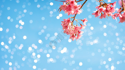 春天美丽的樱花樱花蓝天上的樱花树图片