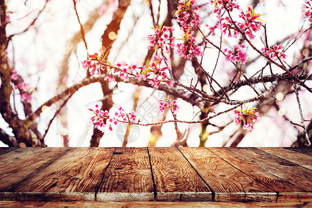 春季时空底花朵sakura图片