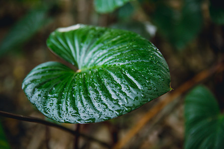 植物园中左热带植物的图片