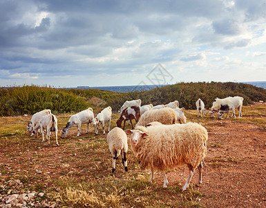 绵羊在自然环境中的真实照片野外的自然动物照片背景上的草绿色生态热爱自图片