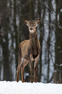 冬季森林中的年轻雌母鹿图片