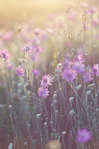 XeranthemumannuumHelishrysum日光下的野图片