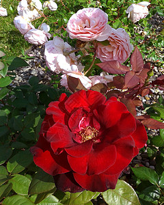 红玫瑰花草夏日自然图片