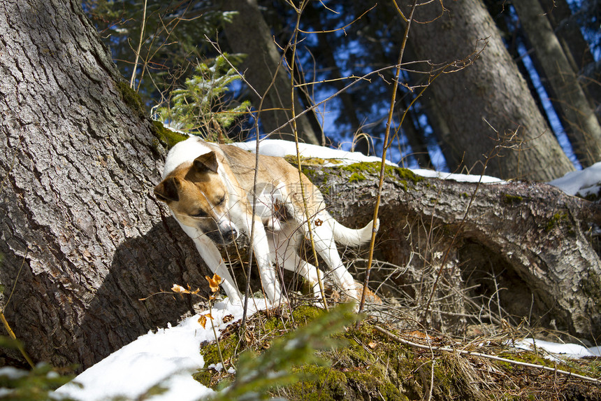 冬天在森林里户外遛狗图片