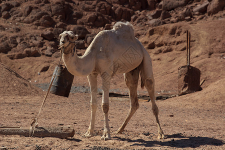 阿拉伯的骆驼野生动物图片