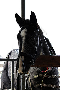 一匹马头的垂直照片背景图片