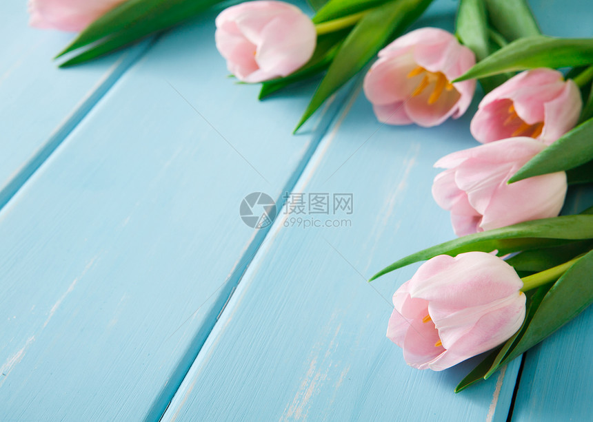 蓝色木本底的粉红郁金花图片