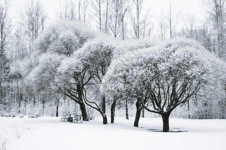 公园下雪的树木冬图片