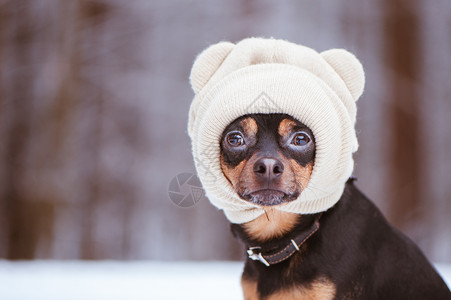 一只戴帽子的狗一只冬季森林里背景图片