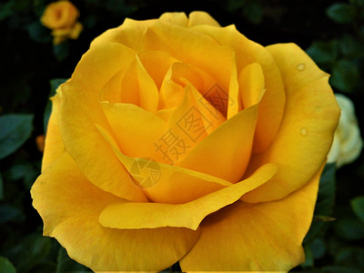 一朵黄玫瑰的美丽花图片