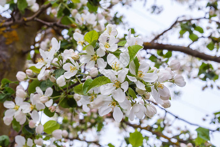 春天开花的老苹果树的枝图片
