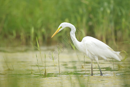 在绿色湿地用草林和水捕食和捕猎的一只大禽鸟背景图片