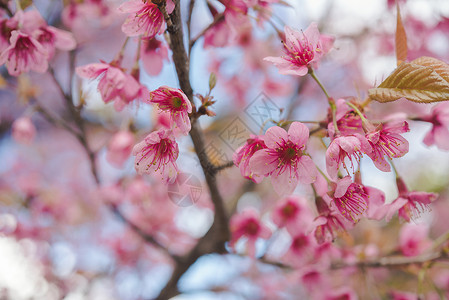 柔软的焦点春樱花图片