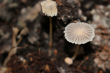 堆肥箱中的阳伞蘑菇背景图片