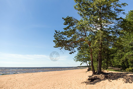 海边的沙滩与树木图片