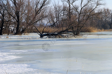 有结冰的水和树的冬天草甸乡村景观图片