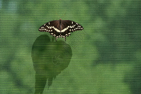 一只黑燕尾蝴蝶仰赖网状织网并投图片