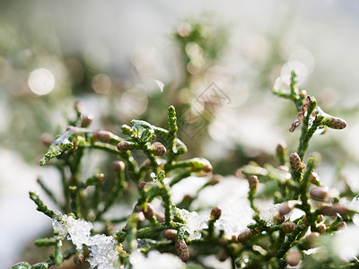 在冬天结冰的小球果树图片