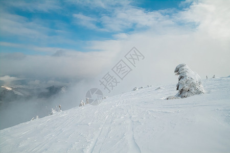 山顶的冰冻树山上云雾雪山地风图片