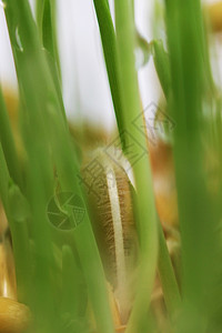 燕麦的幼芽在冬季为猫生长图片