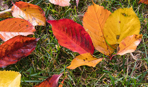 草地上美丽的秋叶季节图片