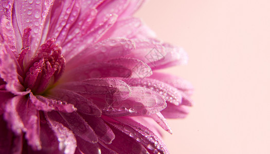 紫菀的粉红色花朵与浅粉色背景上的露珠文本的地方美丽的图片