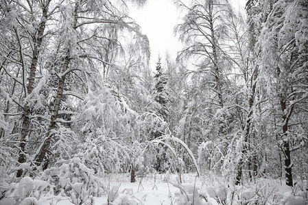 美丽的冬季积雪覆盖的森林雨水覆盖的树木图片