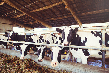 奶牛场农业农业和牲畜的概念一群奶牛在奶牛场的谷图片