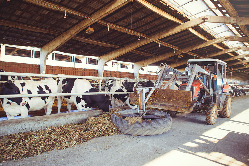 奶牛场农业农业和畜牧业的概念图片