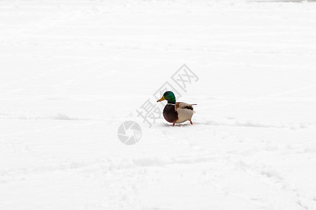 鸭子和德拉克人走在雪上图片