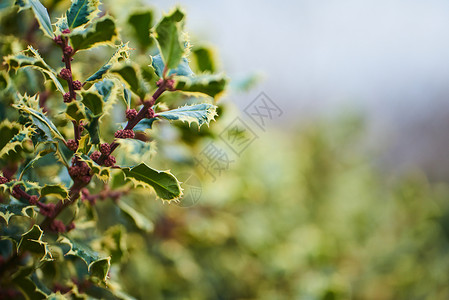 关闭植物园种植的绿色植图片