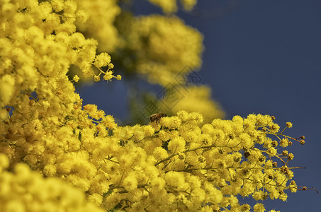 蜜蜂授粉含羞草的视图图片