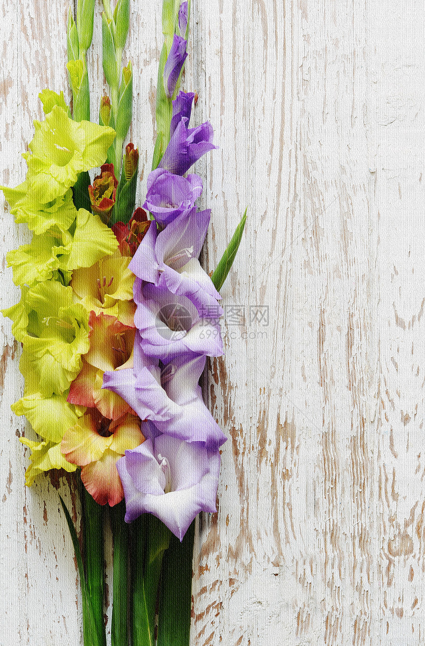 夏日格拉迪奥卢斯花朵在光长的古图片