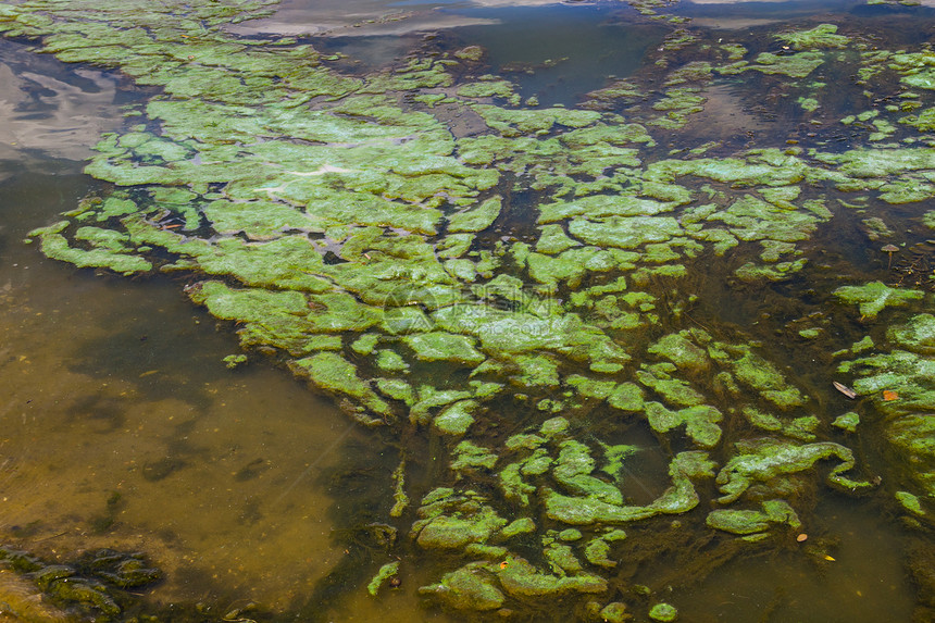 水面上的绿藻图片