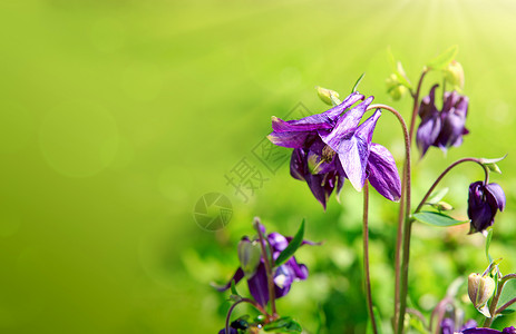 紫色的Columbine野花关闭图片