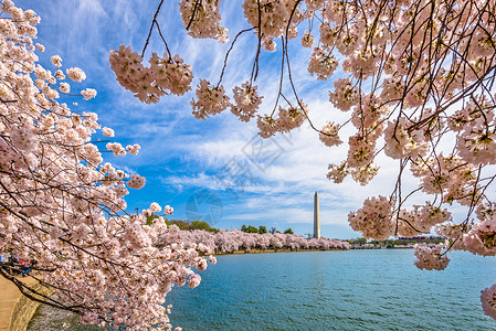 春季的美国华盛顿特区图片