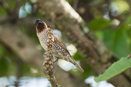鸟类在树枝和物种上的鸟群ScahlyattakeedMunia图片