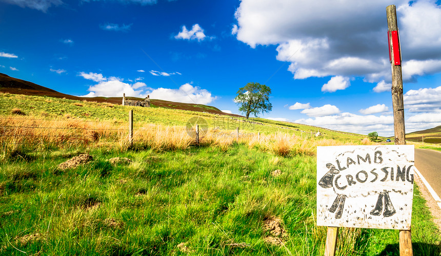 苏格兰高地草上的羊肉景观图片