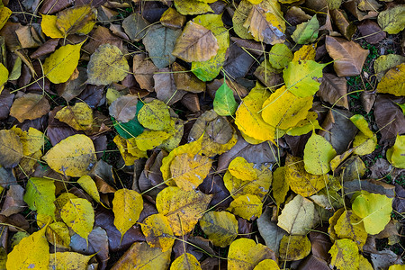在公园的大树下面的棕色干叶和黄色叶子有选图片