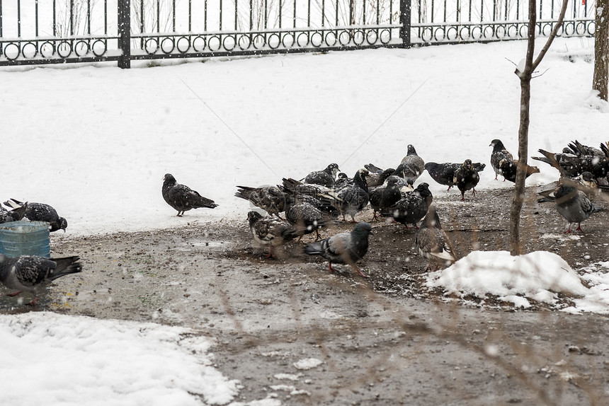 鸽子在冬天喂食很多鸽子一群鸽子鸟儿在冬天觅食图片