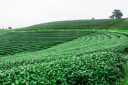 绿茶种植园在雨季有白色的天图片