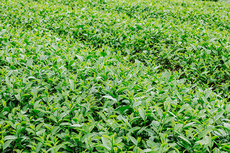绿色背景下生长的茶叶图片