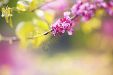 浅粉色扁平相机紫荆树春天开花丁香小花特写背景