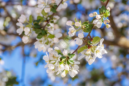 春天树枝上苹果树的白花图片