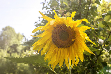 向日葵花园向日葵具有丰富的健康益处葵花籽油可改善皮肤健康并图片