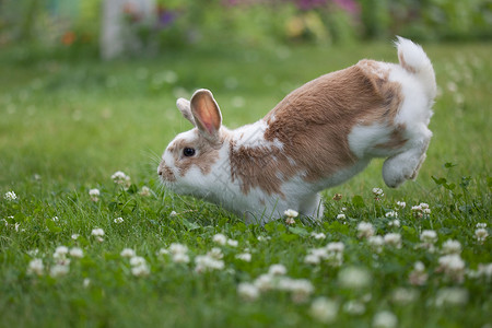 兔子在草地上跳跃图片