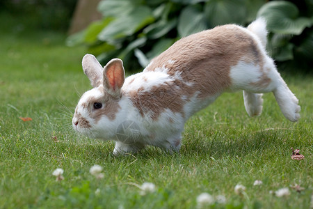 兔子在绿色草地上跳跃图片