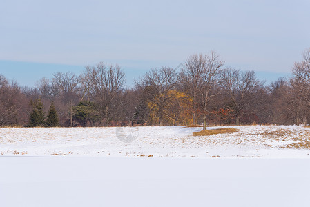 雪下公园里的大树图片