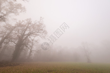 秋天森林里雾气缭绕的美景图片